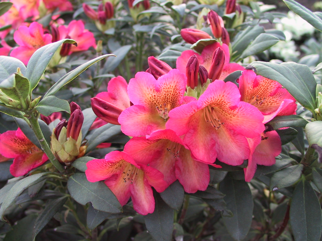 Rhododendron yakushimanum Sonatine 01.jpg